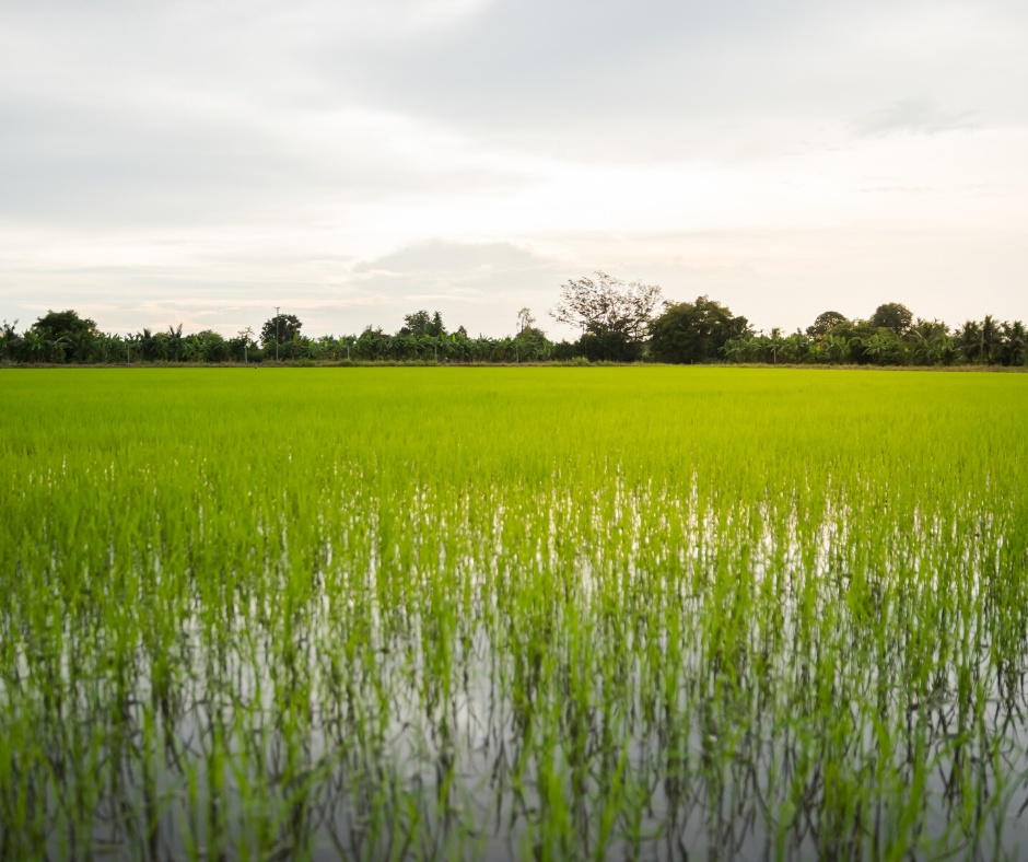 Rice crisis: Just give our farmers their lands