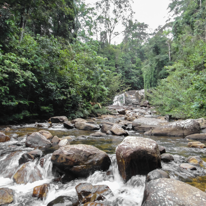 වනාන්තර පිලිබදව ආර්තික විද්‍යාත්මක​ව