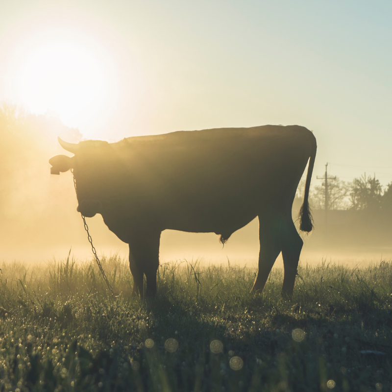 Cattle Slaughter Ban: It’s Not Intentions But Consequences That Matter